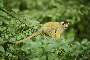 Primate Animal Drucke: Common squirrel monkey (Saimiri sciureus) in a tree