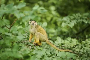 Common Squirrel Monkey Image Drucke: Common squirrel monkey (Saimiri sciureus) in a tree