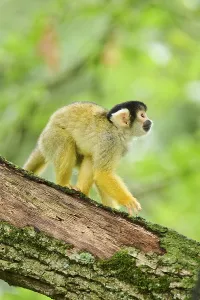 Common Squirrel Monkey Image Drucke: Common squirrel monkey (Saimiri sciureus) in a tree