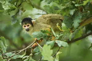 Captive Primate Drucke: Common squirrel monkey (Saimiri sciureus) in a tree