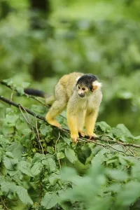New World Monkeys Pictures Drucke: Common squirrel monkey (Saimiri sciureus) in a tree