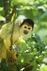 Primate Animal Photography Drucke: Common squirrel monkey (Saimiri sciureus) on a tree