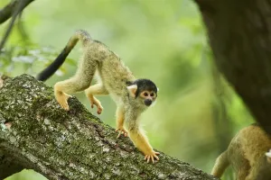 Common Squirrel Monkey Drucke: Common squirrel monkey (Saimiri sciureus) in a tree