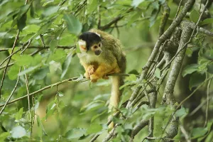 Tree Dwelling Primates Drucke: Common squirrel monkey (Saimiri sciureus) in a tree
