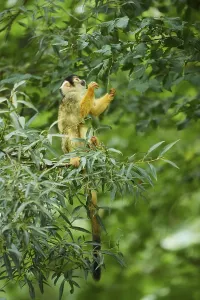 New World Monkeys Images Drucke: Common squirrel monkey (Saimiri sciureus) in a tree