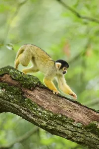 Squirrel Monkey Drucke: Common squirrel monkey (Saimiri sciureus) in a tree