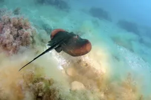 Whiptail Stingray Images Drucke: Common Stingray (Dasyatis pastinaca)