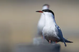 Common Tern Photography Drucke: common tern