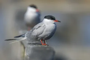 Common Tern Photography Drucke: common tern