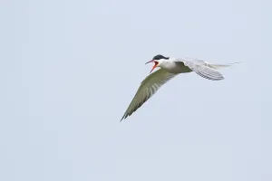 Dutch Bird Photography Drucke: Common tern (Sterna hirundo), calling in flight