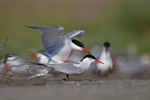 Southeastern Europe Nature Reserve Drucke: Common Tern (Sterna hirundo), copulation
