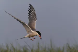 Charadriiformes Wildlife Photography Drucke: Common Tern (Sterna hirundo), flight study