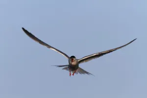 Wadden Sea Landscape Photography Drucke: Common Tern (Sterna hirundo), flight study