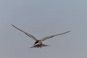 Wadden Sea National Park Scenery Drucke: Common Tern (Sterna hirundo), flight study