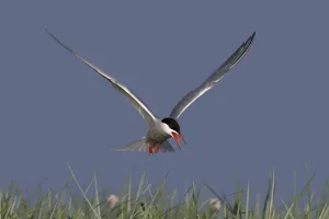 In Flight Bird Photography Germany Drucke: Common Tern (Sterna hirundo), flight study