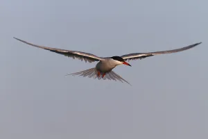 North Sea Island Nature Reserve Drucke: Common Tern (Sterna hirundo), flight study