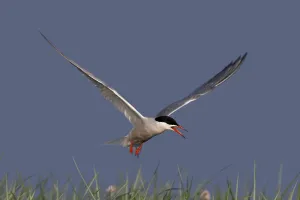 East Frisian Islands Landscape Drucke: Common Tern (Sterna hirundo), flight study