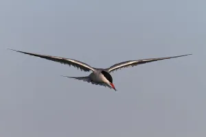 East Frisian Islands Landscape Drucke: Common Tern (Sterna hirundo), flight study