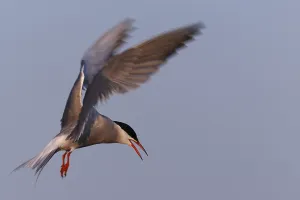 Northern Germany Seabirds Drucke: Common Tern (Sterna hirundo), flight study