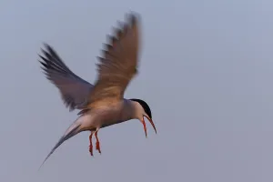 Northern Germany Seabirds Drucke: Common Tern (Sterna hirundo), flight study