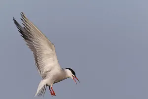 Northern Germany Nature Reserve Images Drucke: Common Tern (Sterna hirundo), flight study