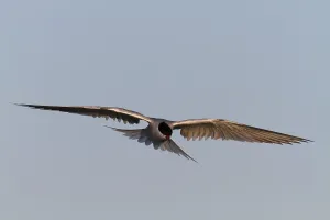 Wadden Sea National Park Scenery Drucke: Common Tern (Sterna hirundo), flight study