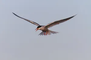 Natural Preserves Europe Drucke: Common Tern (Sterna hirundo), flight study