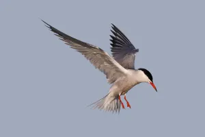 Northern Germany Coastal Landscape Drucke: Common Tern (Sterna hirundo), flight study