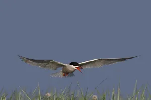Northern Germany Seabirds Drucke: Common Tern (Sterna hirundo), flight study