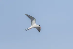 Wildlife Alsace France Drucke: Common tern (Sterna hirundo) hovering over a marsh