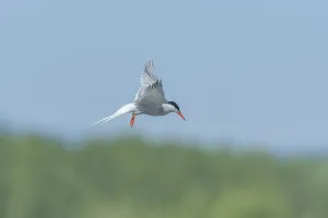 European Wild Animals Images Drucke: Common tern (Sterna hirundo) hovering over a marsh