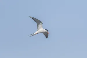Alsace Wildlife Photography Drucke: Common tern (Sterna hirundo) hovering over a marsh