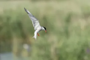 European Charadriiformes Species Drucke: Common tern (Sterna hirundo) hovering over a marsh