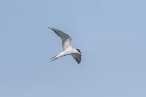 European Charadriiformes Species Drucke: Common tern (Sterna hirundo) hovering over a marsh