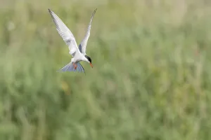 Wildlife Photography Alsace Drucke: Common tern (Sterna hirundo) hovering over a marsh