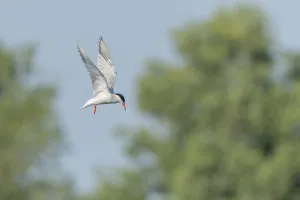 Bird Wildlife Europe Drucke: Common tern (Sterna hirundo) hovering over a marsh