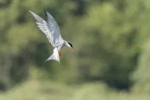 Wetland Biotope Habitat Drucke: Common tern (Sterna hirundo) hovering over a marsh