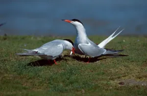 Seabird Mating Behaviour Drucke: Common tern (Sterna hirundo), pair