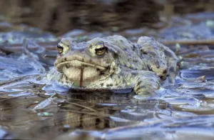 Toads In The Wild Drucke: Common toad