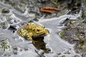 Amphibian Conservation Drucke: Common toad