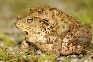 European Toad Images Drucke: Common toad