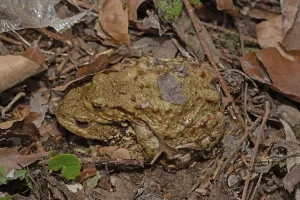 Mating Season Drucke: Common toad