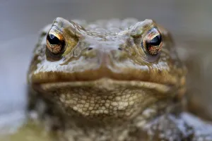 True Frog Drucke: Common toad