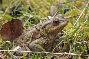 European Toad Habitat Drucke: Common toad