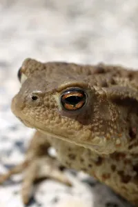 Natural Environments Photos Drucke: Common toad