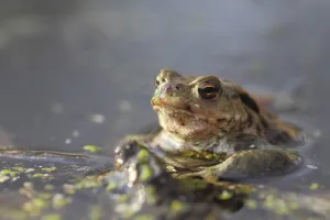 True Toads Habitat Drucke: Common toad