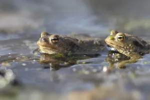 Amphibian Animal Drucke: Common toad