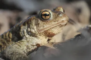 True Toad Images Drucke: Common toad