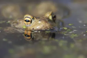 Batrachian Animals Drucke: Common toad
