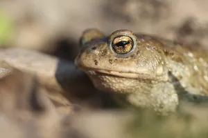Natural Habitat Shots Drucke: Common toad